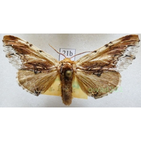 Ptilodon cucullina (Denis & Schiffermüller, 1775) Czech21bn